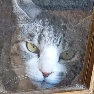 碧