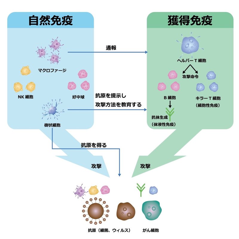 免疫力のしくみ 高める方法 ヘルスハックラボ Note