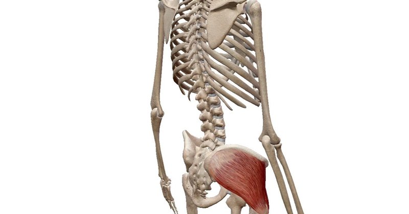 お尻の筋肉 中殿筋 小殿筋 朝山義隆 Suitableパーソナルトレーニングジム 大阪 中崎町 Note