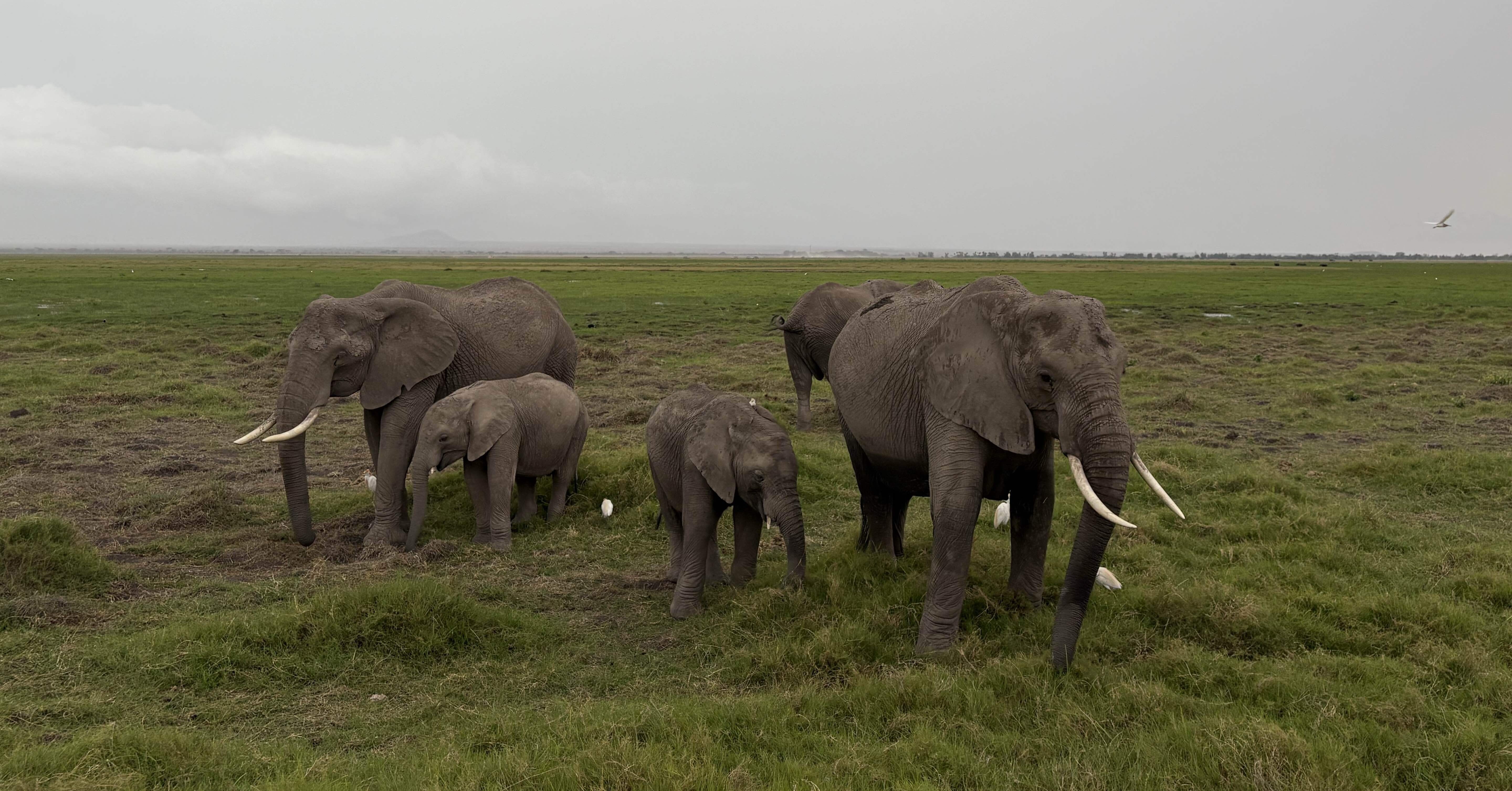 アフリカ大陸初上陸 年末年始のケニア旅行｜杉浦がチワワ🇧🇪