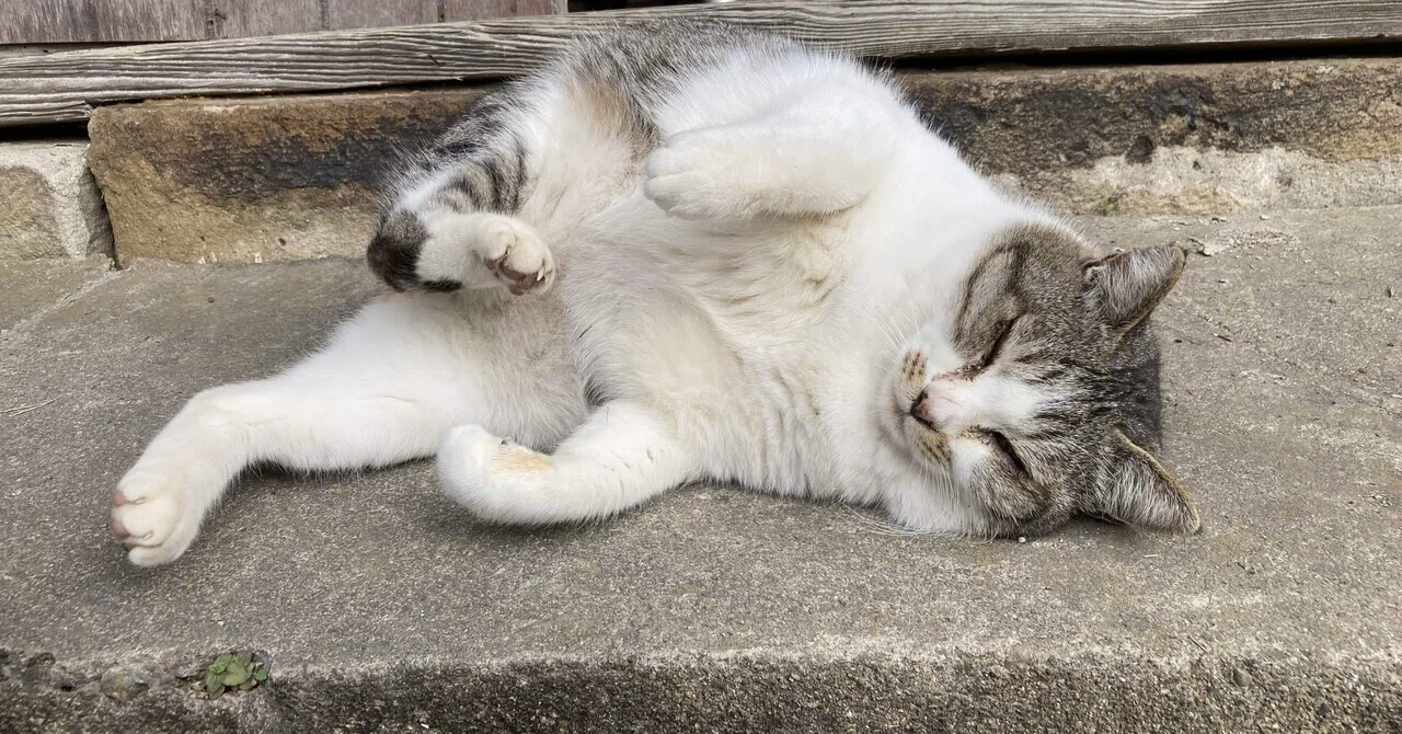ボス 猫 特徴