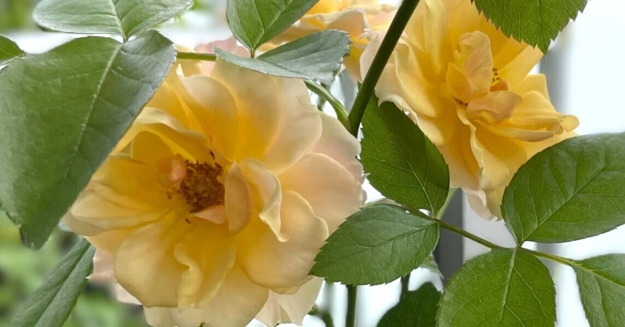 バラ｜挿し木から育てて丸3年のテキーラ🌹🍸｜ラムネ