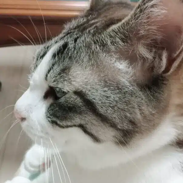 ちょしぞう