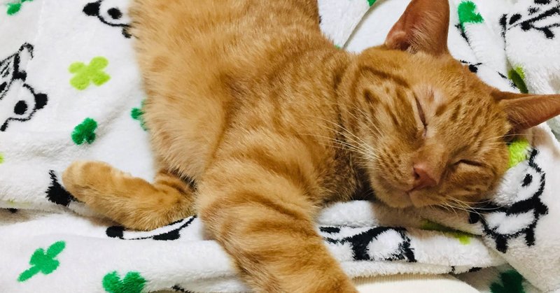 猫氏の生い立ち 馨 Note