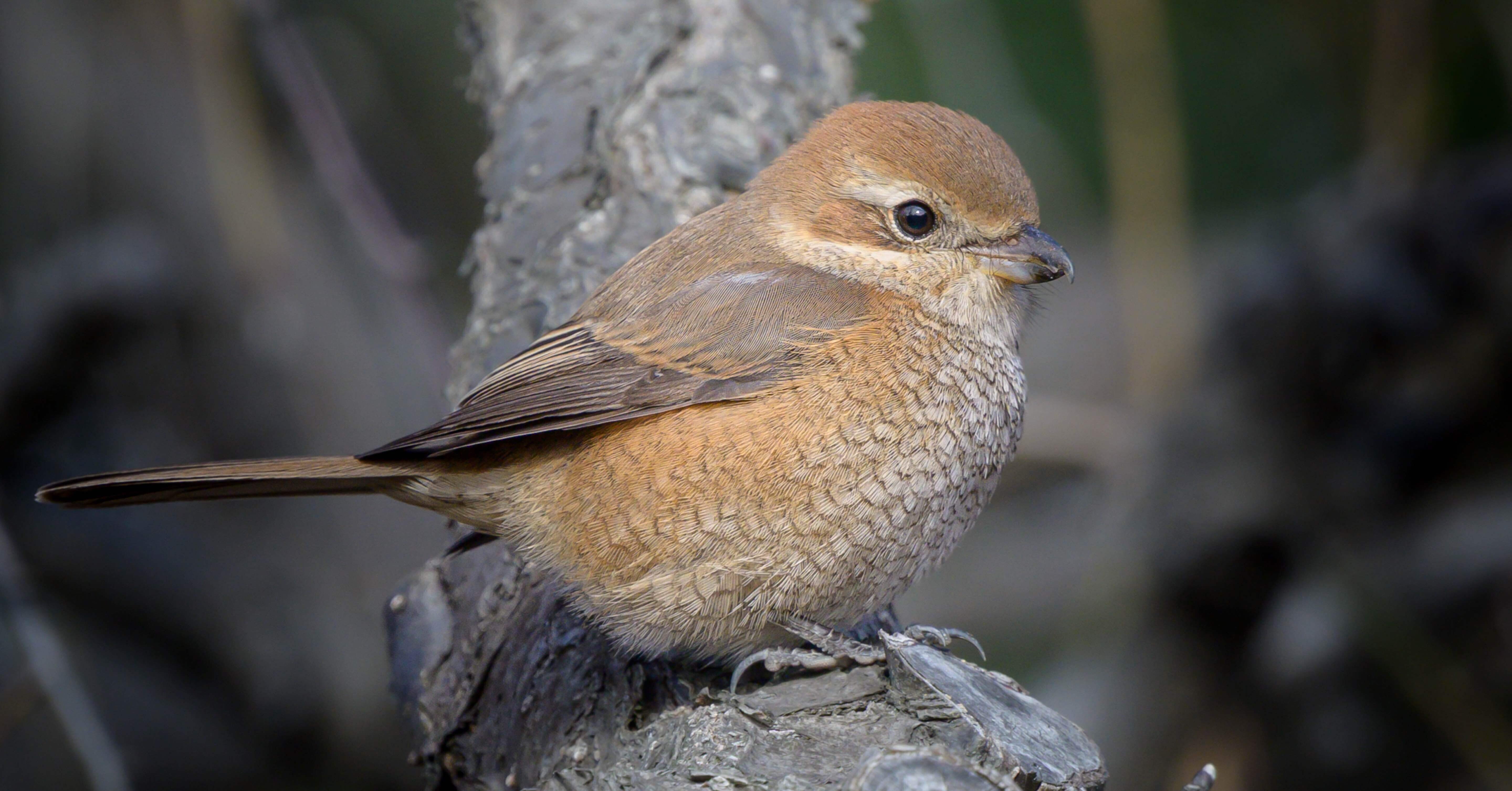 Nikkor Z 28-400mm f4-8 VR 購入した結果｜くろどん │ 育児と写真
