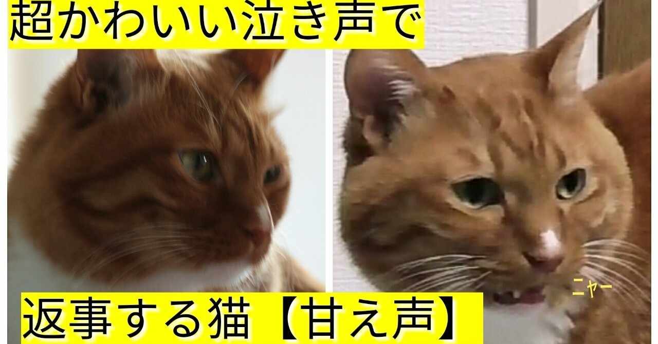 しゃべる猫 の新着タグ記事一覧 Note つくる つながる とどける