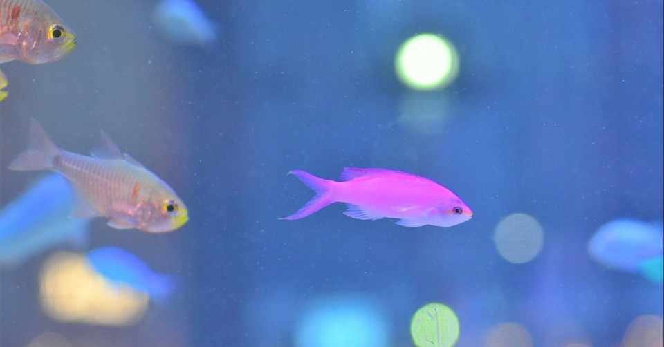 水族館のお魚たちは近くて遠い みほ 森数 美保 Note