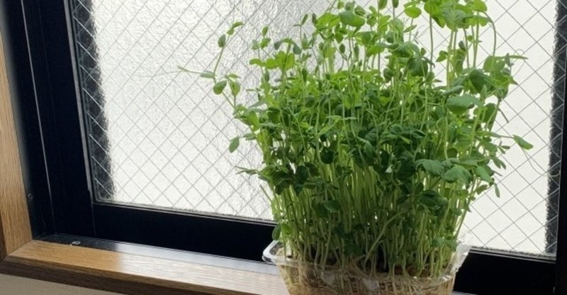コスパ最強野菜 豆苗栽培始めました Kou 習慣化の人 Note