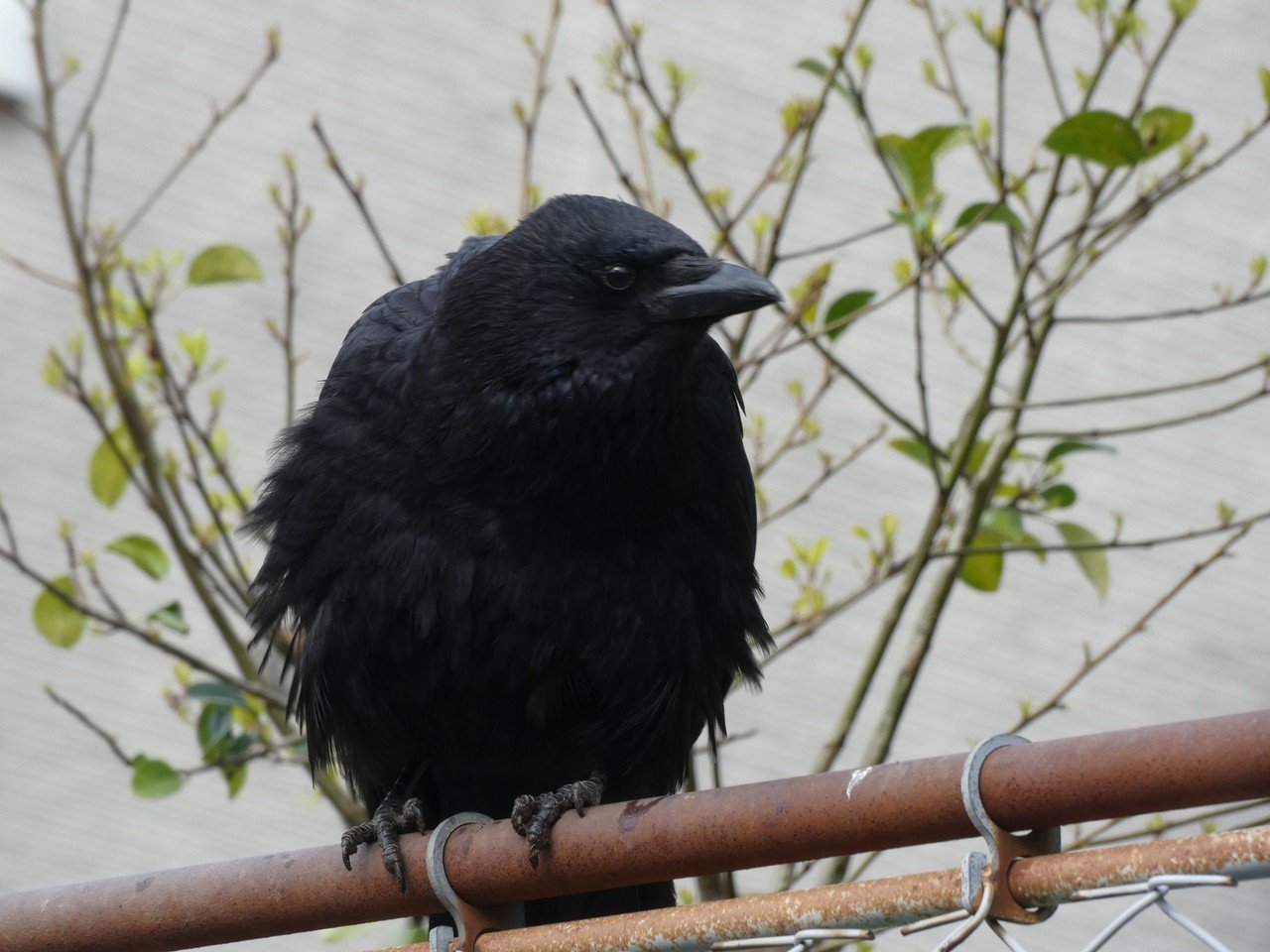 カラスの可愛さがきっと伝わる写真 Coronet Note カラスの可愛さがきっと伝わる写真 Coronet Note