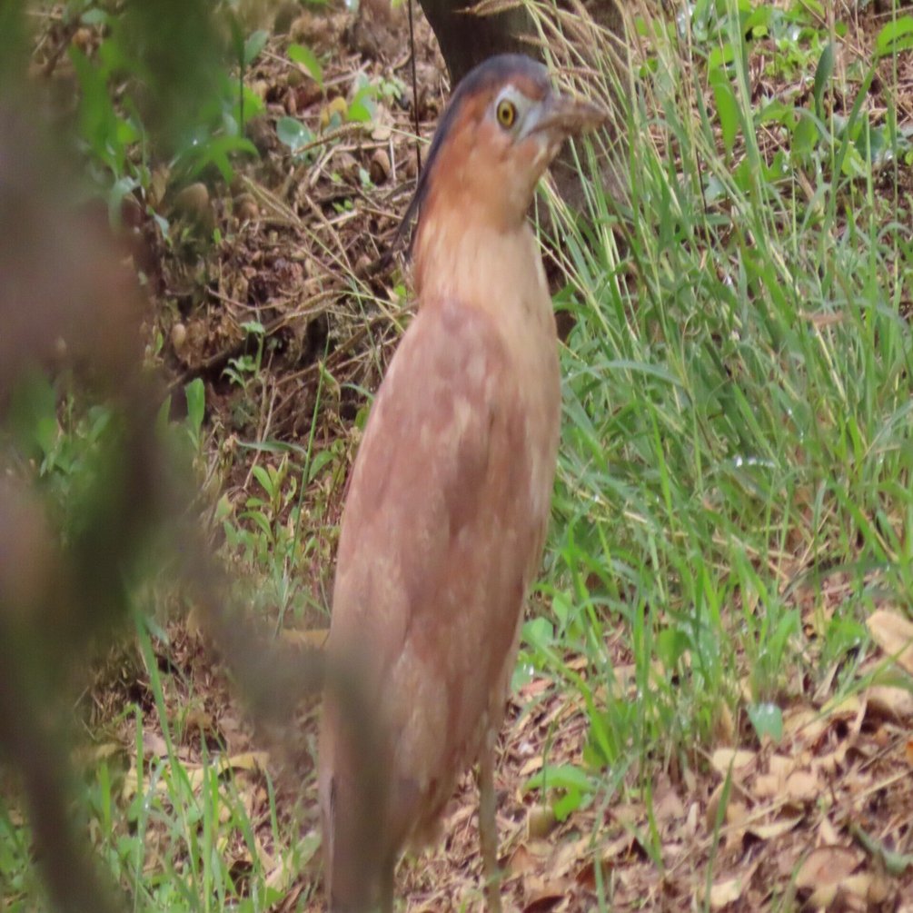 石垣島探鳥記③（12月26日～12月29日）｜鳥好き小学生みーちゃん