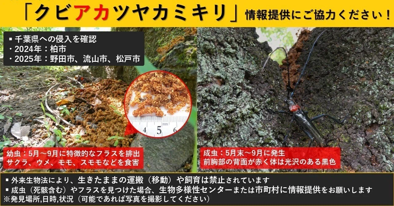 千葉県北西部のクビアカツヤカミキリ｜じい
