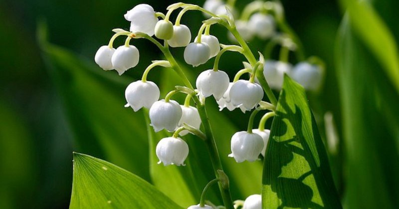 無駄に英語 の新着タグ記事一覧 Note つくる つながる とどける