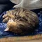ねこのす