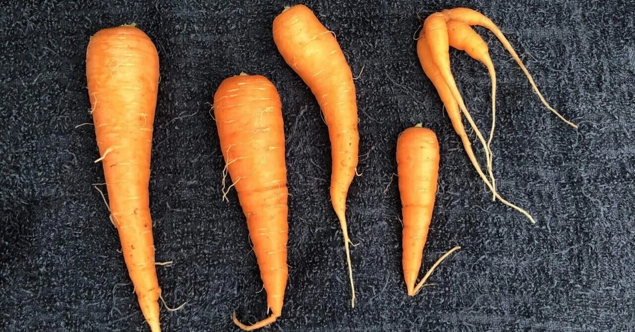ニンジン）カチカチ土の発芽には「特別室」を【家庭菜園】｜きゃろとと🥕
