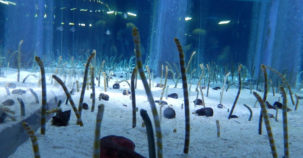 すみだのチンアナゴ顔見せ祭りから展示の奥深さについて再認識した件