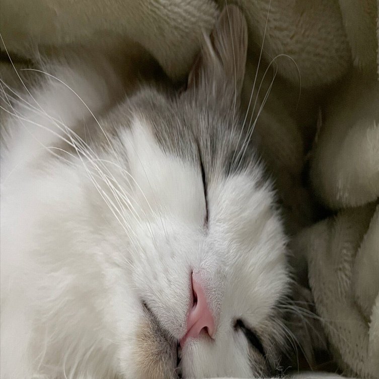 すんごい寝る猫｜みちゅねこ