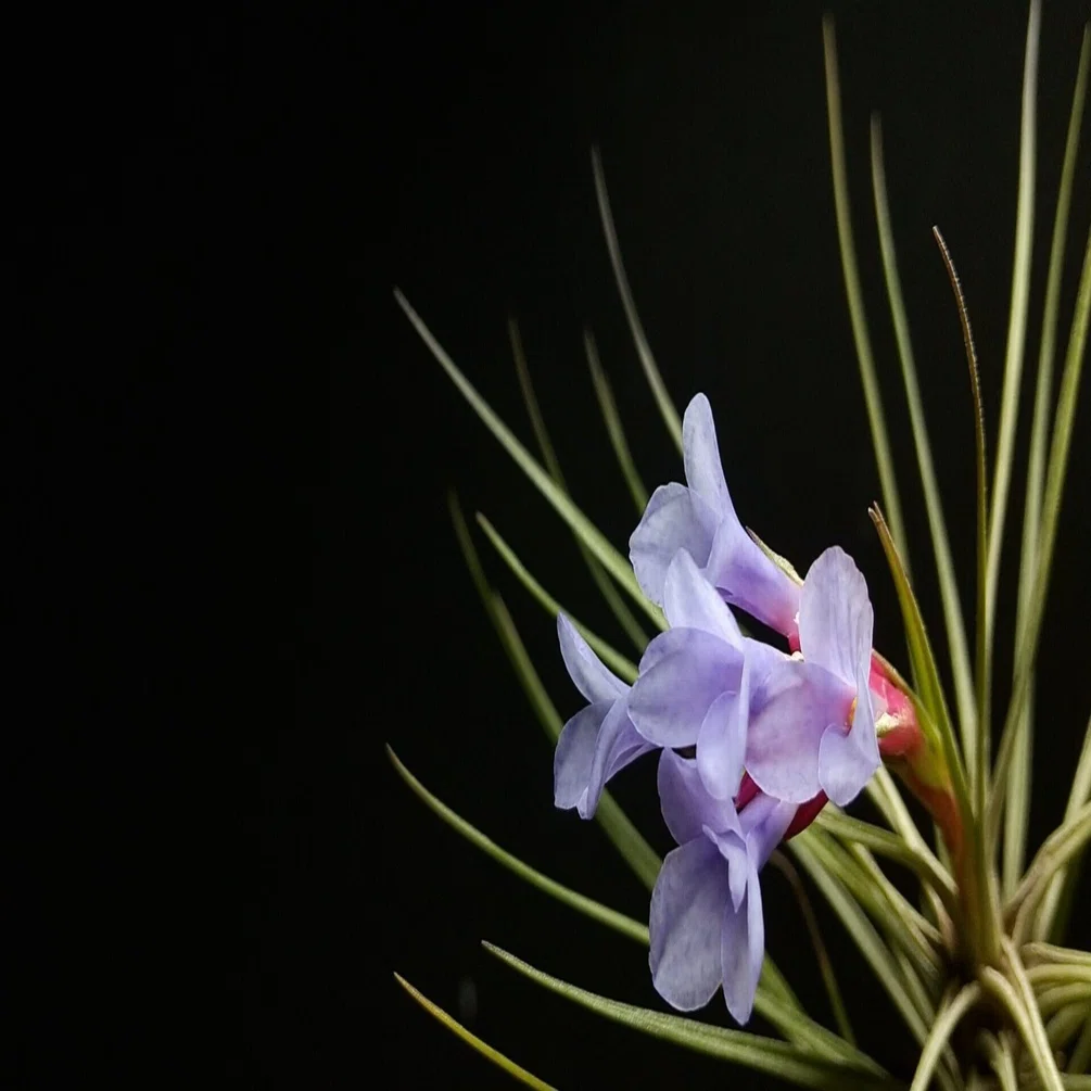 チランジア入荷リスト1/6｜NatureGarden🌿神田