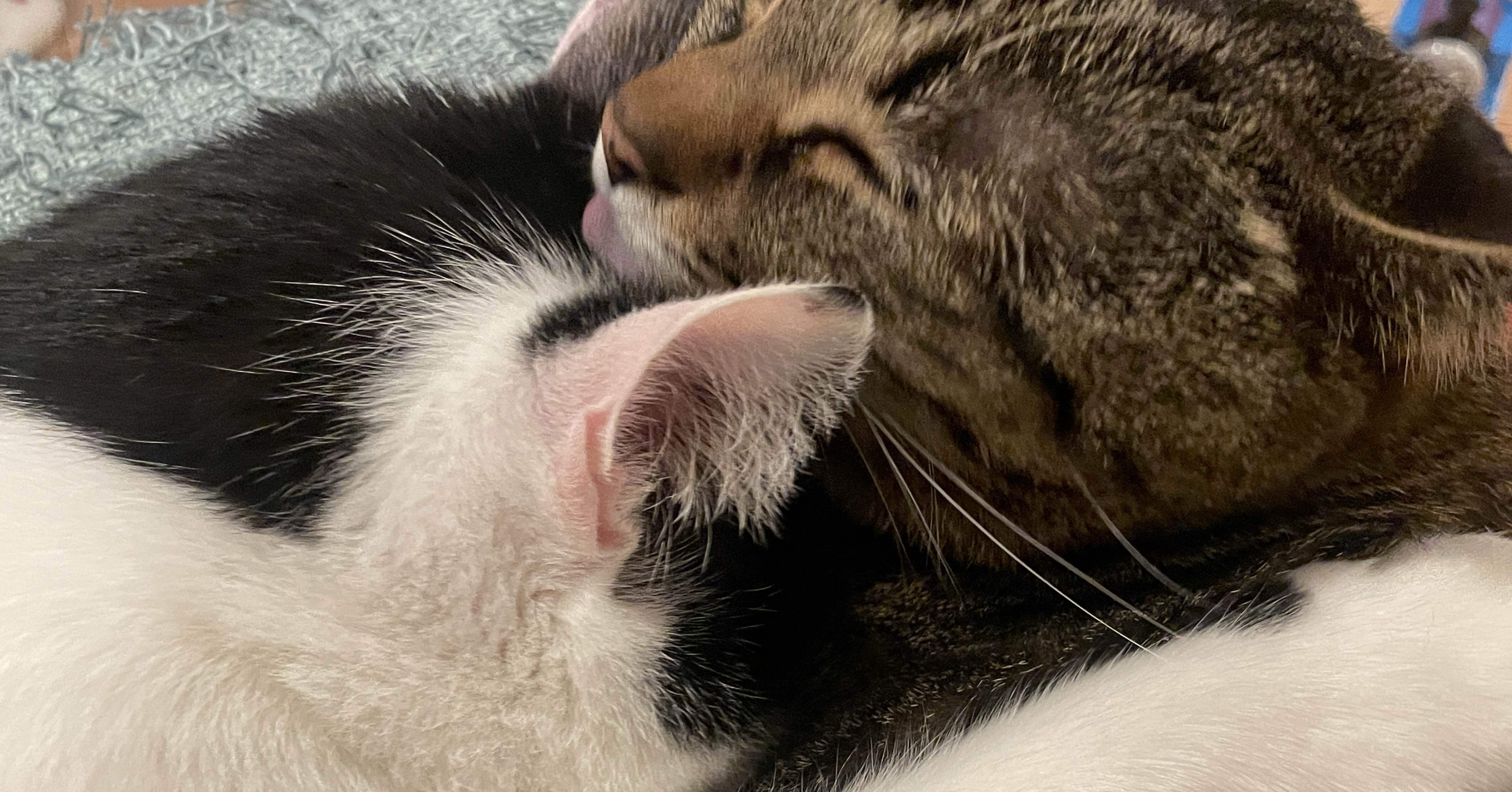 20 「今更ながらゴール・D・ロジャーについて考えよう」の回｜じゅん