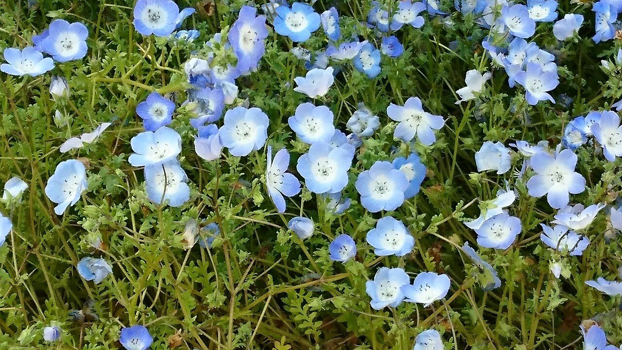 ネモフィラの花咲く頃 Yoshino Miki Note
