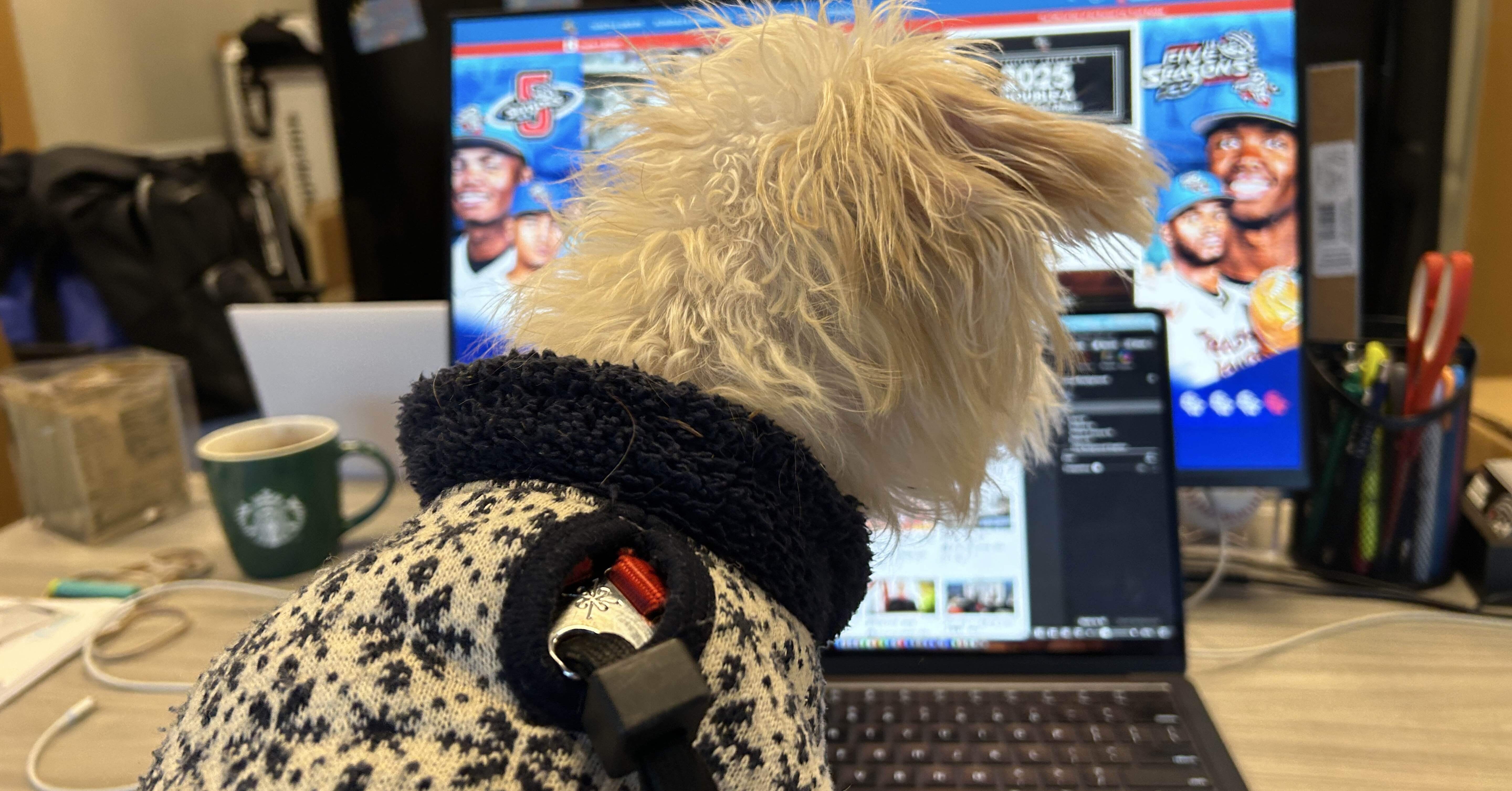 わんちゃん、初出勤 #520｜Morris Morioka｜森岡浩志