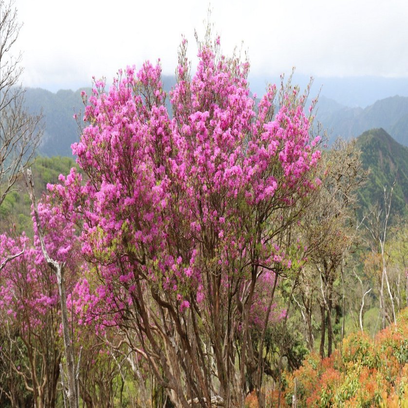 227．天空のミツバツツジの楽園 大崩山｜sasayan