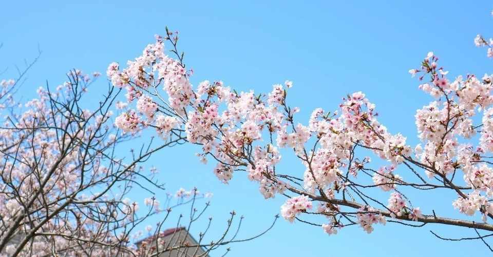 四月といえば噓 櫻井脚本 劇場版 名探偵コナン をまとめてみたり シメキリ の表記に迷ってみたり 日記 4月1 4日 しばー Note