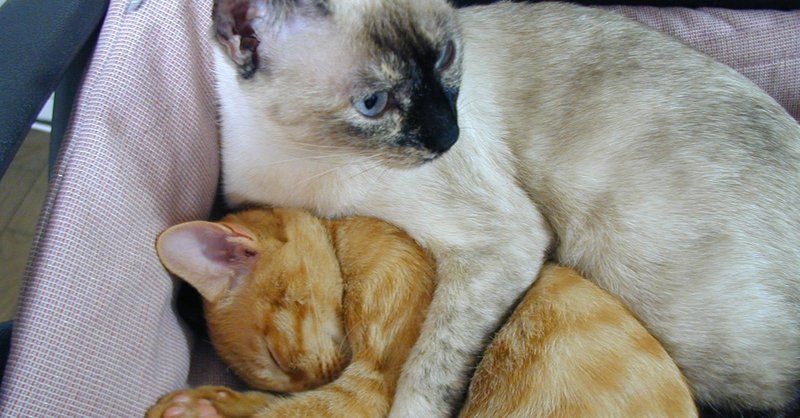 猫 死ぬ ちびの場合 1 よしまり Note
