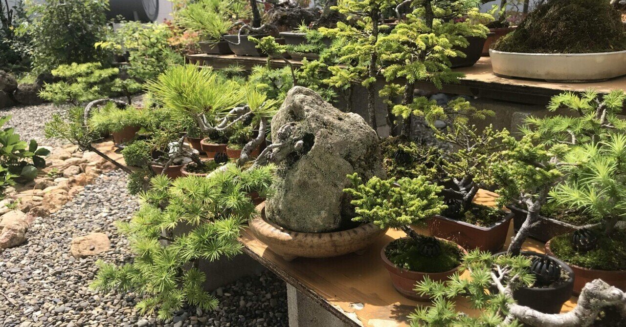 仕事忘れてクックック(￣▽￣)いただいたミニ盆栽に魂を奪われる