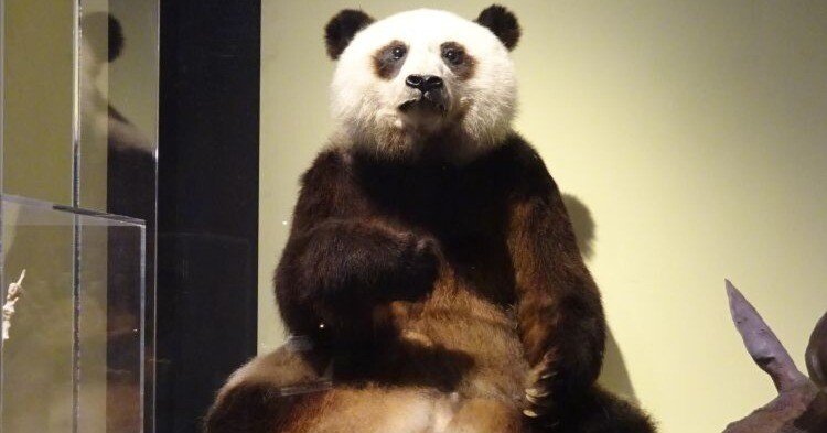 祈パンダミック！ ～パンダの指は何本？｜睦夢夕