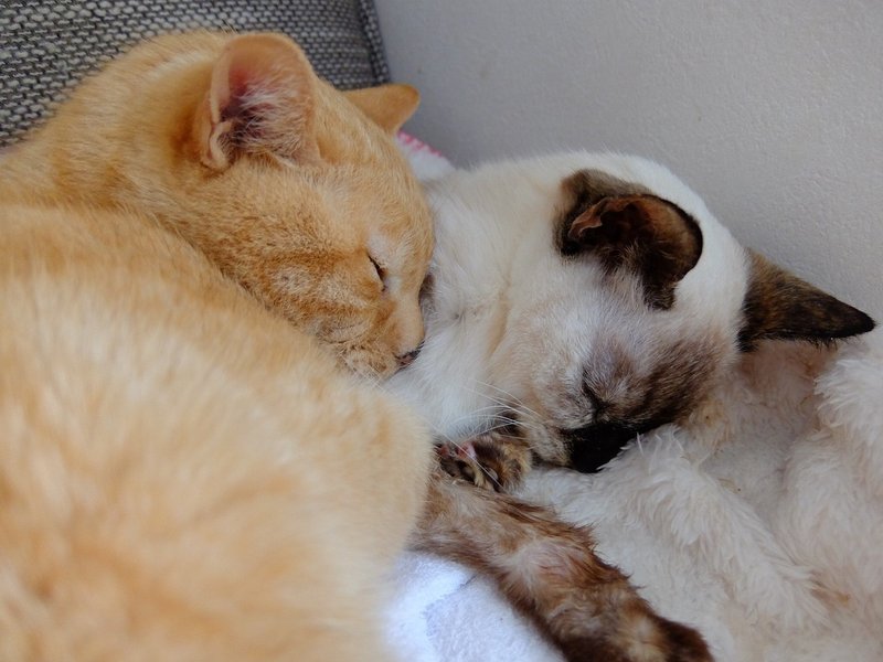 猫 死ぬ ちびの場合 2 よしまり Note