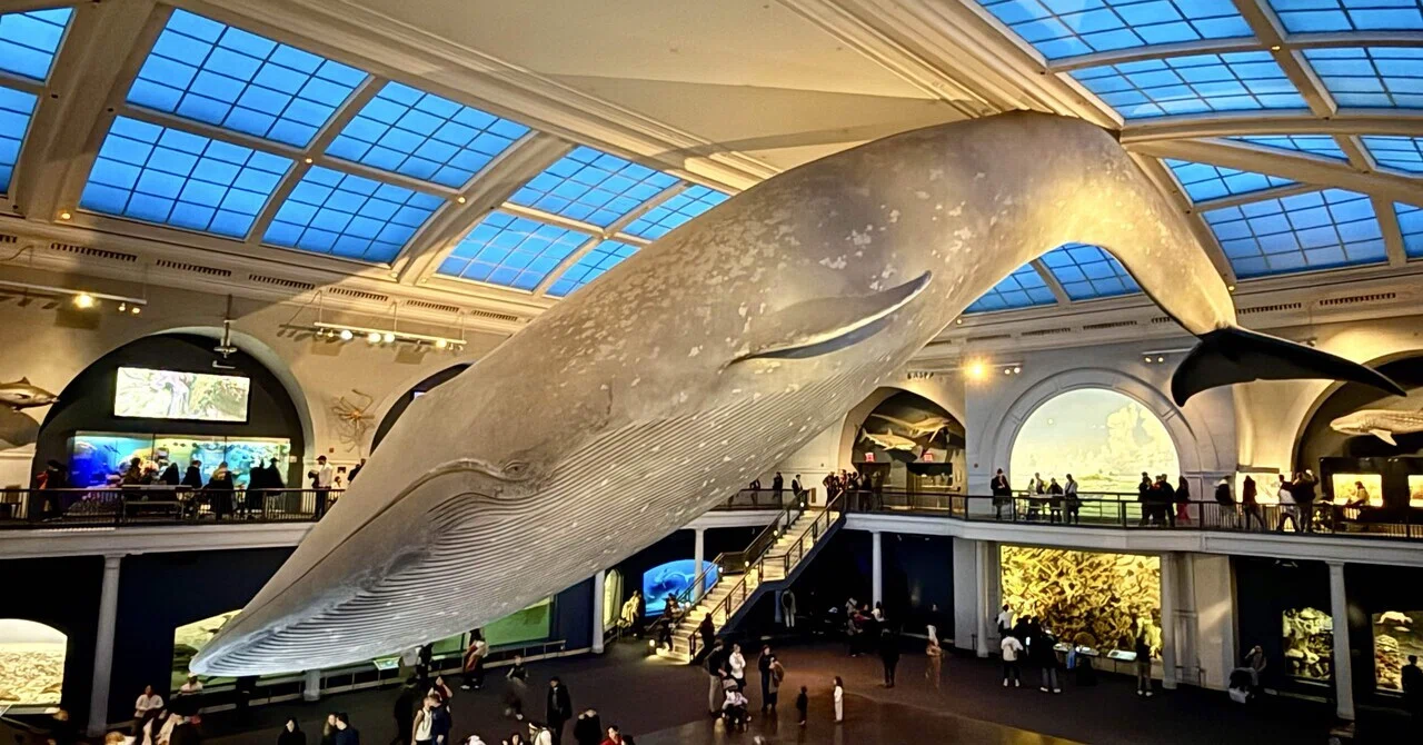 アメリカ自然史博物館 ヴィンテージ ステンドグラス 虎 トラ ジャングル 動物 干支 寅 虎 トラ「とらくん」 ステンドグラス 置物 | iichi 日々の