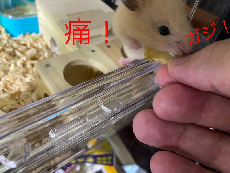 ハムスター飼育日記7日目 5 2 サトウショウヘイ Note