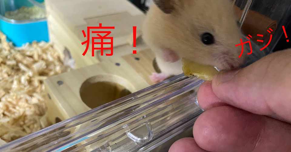 ハムスター飼育日記7日目 2020 5 2 サトウショウヘイ Note