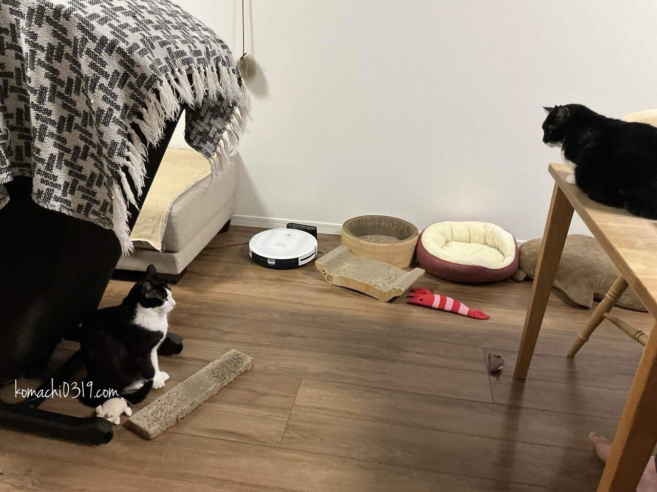 2026年1月21日 夜の猫達｜こまち