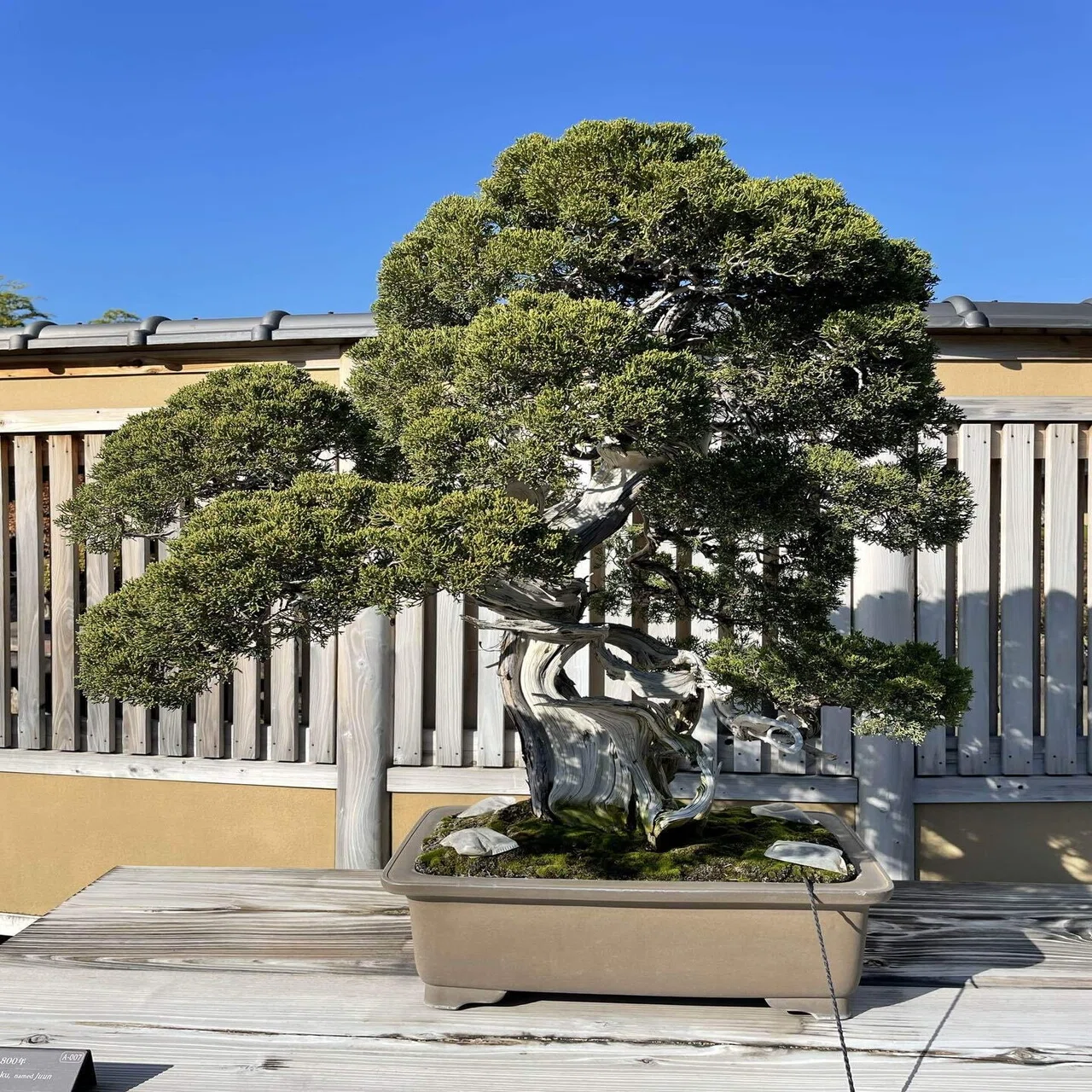 美術館巡り | 大宮盆栽美術館で盆栽の魅力に触れてきた｜依里