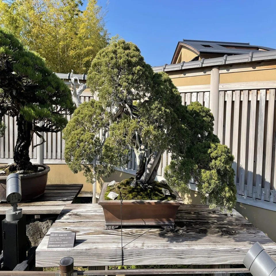 美術館巡り | 大宮盆栽美術館で盆栽の魅力に触れてきた｜依里