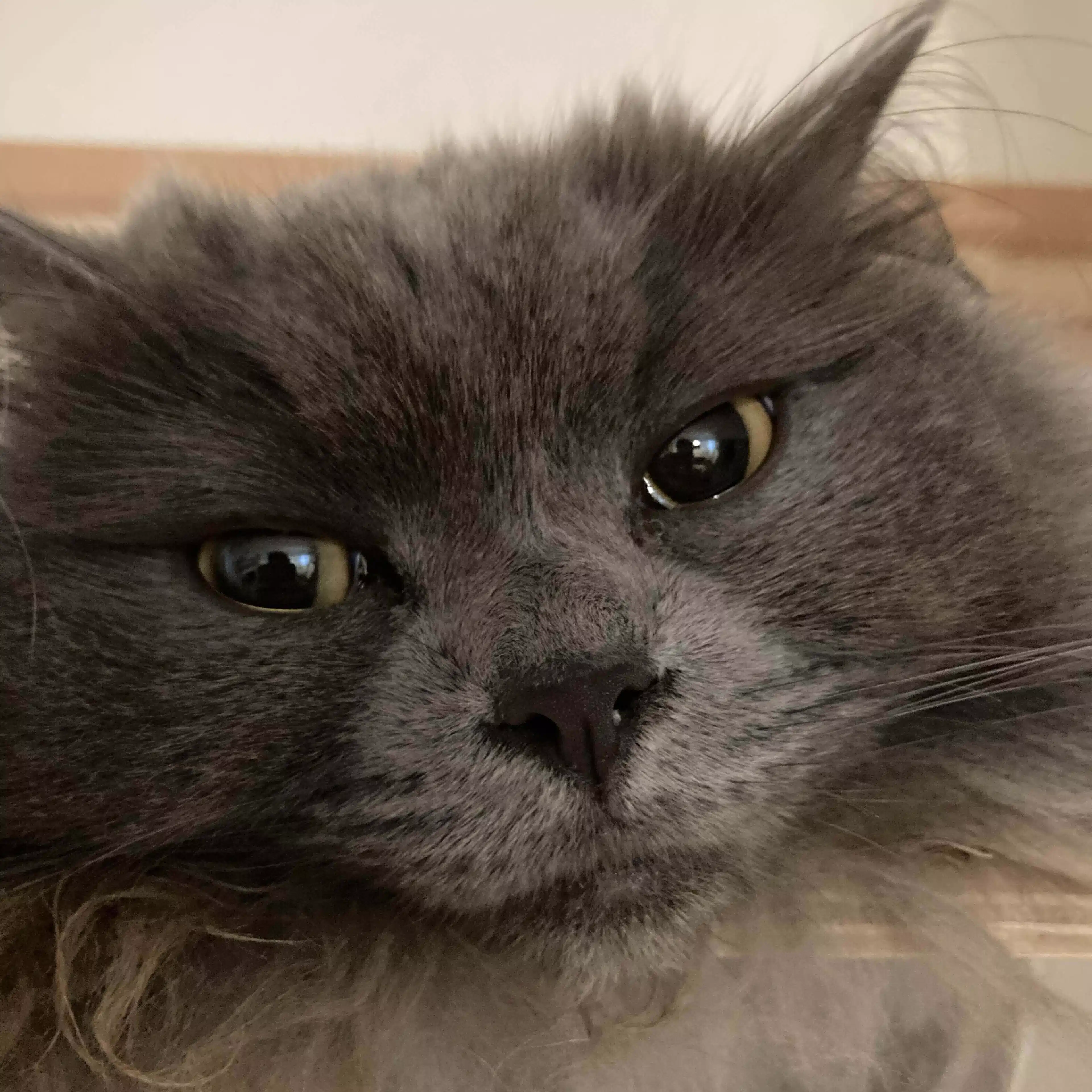 猫は水
