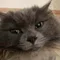 猫は水