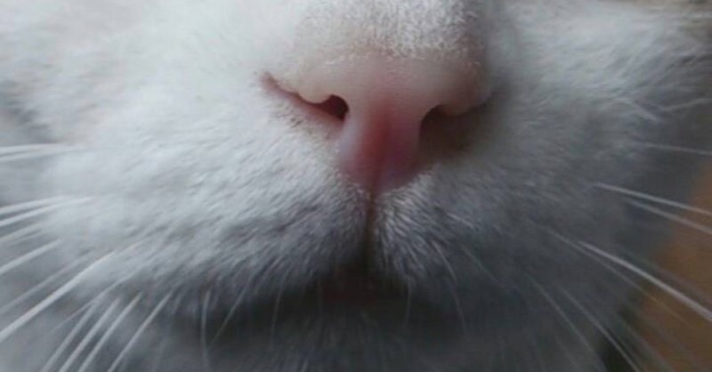 猫のみーちゃんの旅立ち アリサちゃん Note