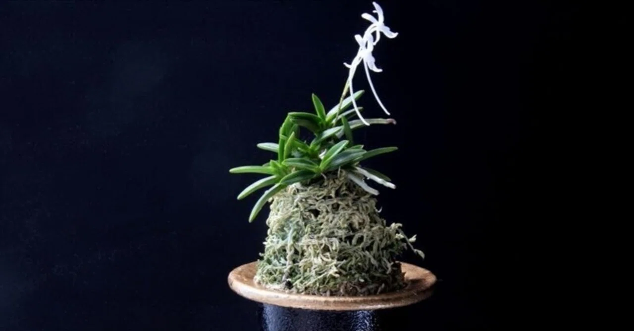 富貴蘭「金孔雀」の花（過去の画像倉庫から）｜KJ Morison