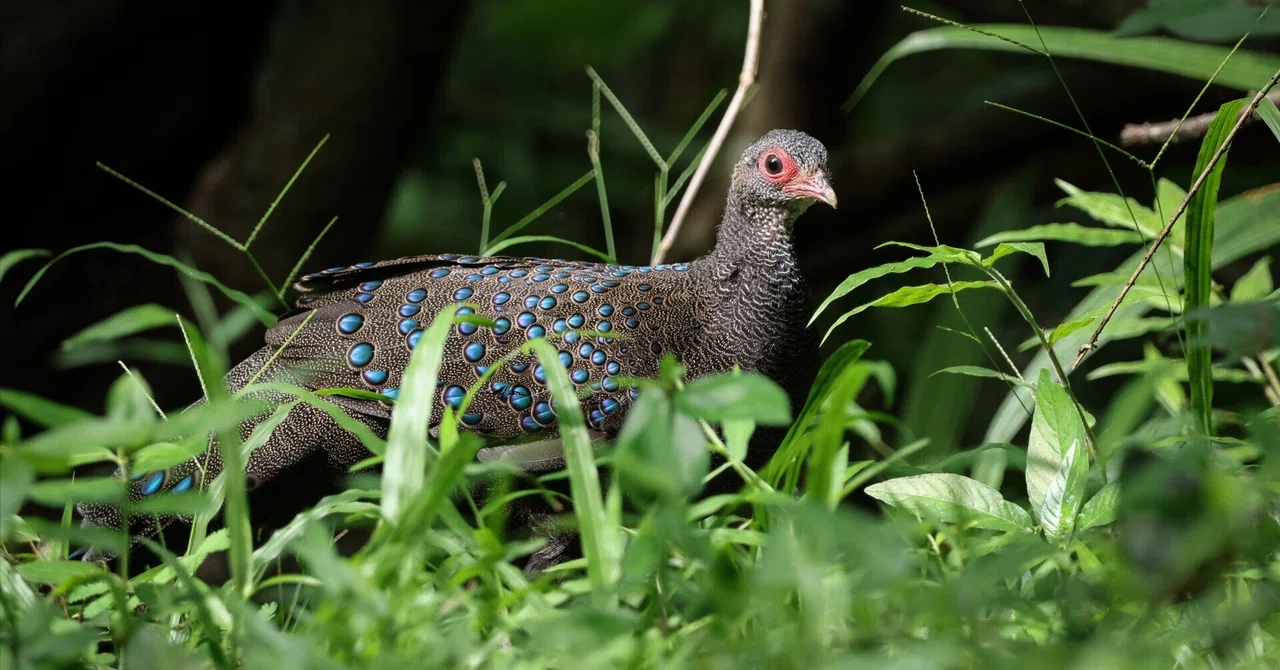 2025.09 ベトナム探鳥 Vietnam birding 前編|yoko