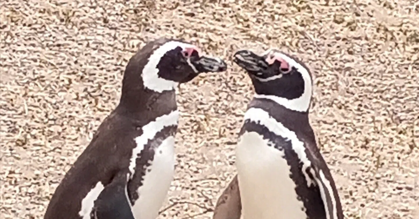 マゼランペンギン写真特集〉23日目②・1月23日｜寄港地⑥プエルト