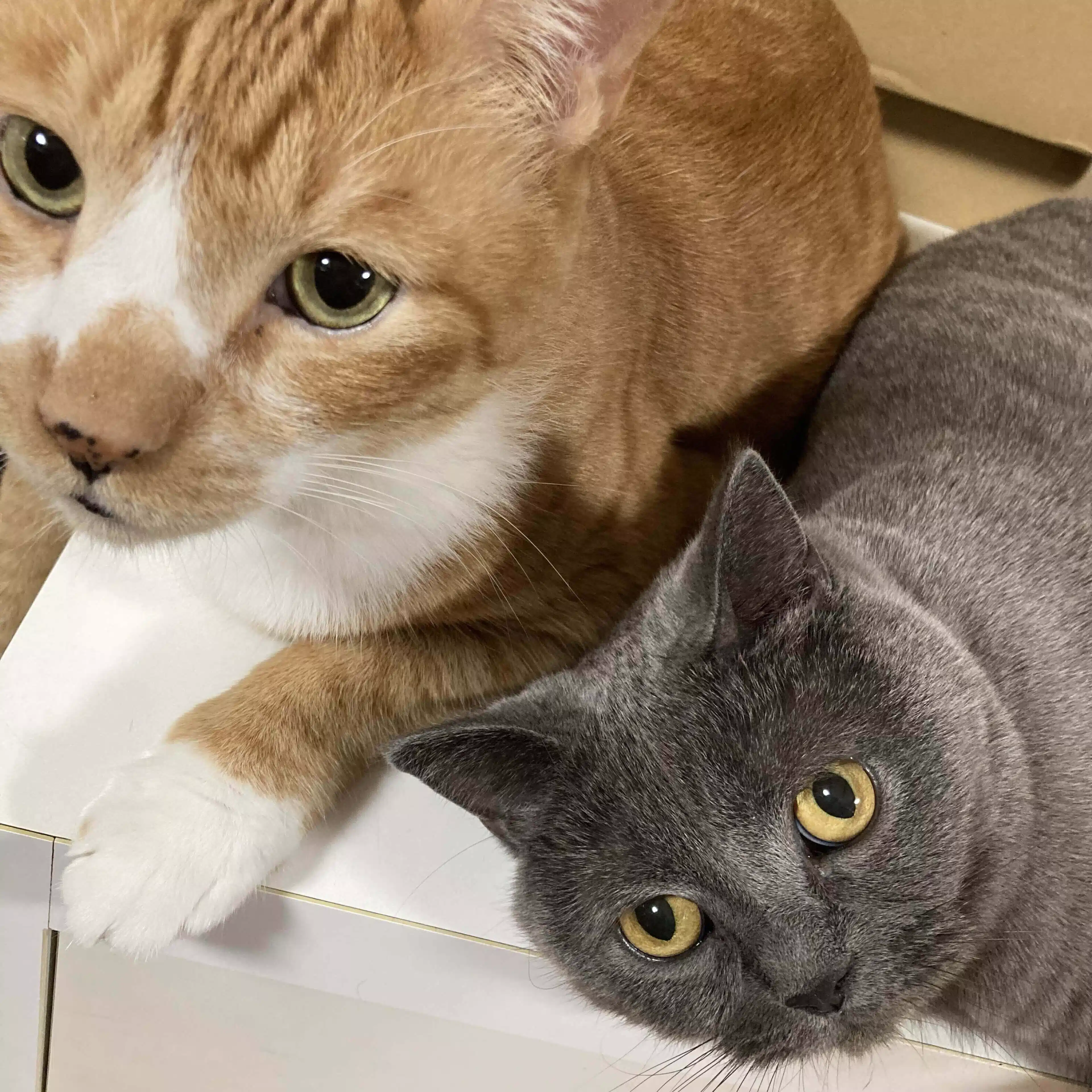 ネコノテ 猫と経営