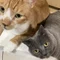 ネコノテ 猫と経営