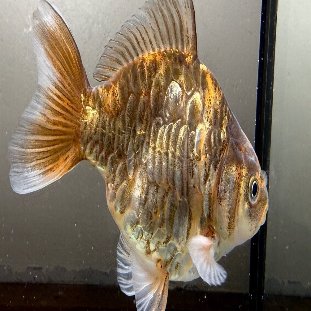 超特級大鱗虎龍ST｜SAMURAI FARM