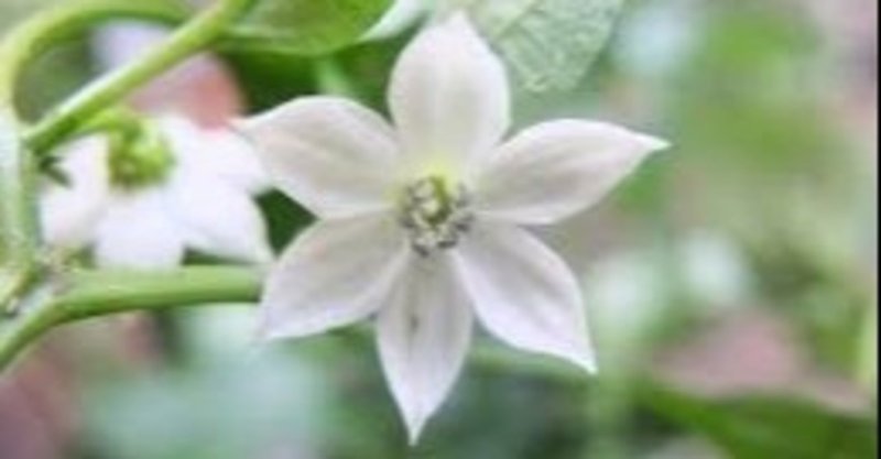 パプリカ の花知ってますか けん坊753 Note パプリカ の花知ってますか けん坊753 Note