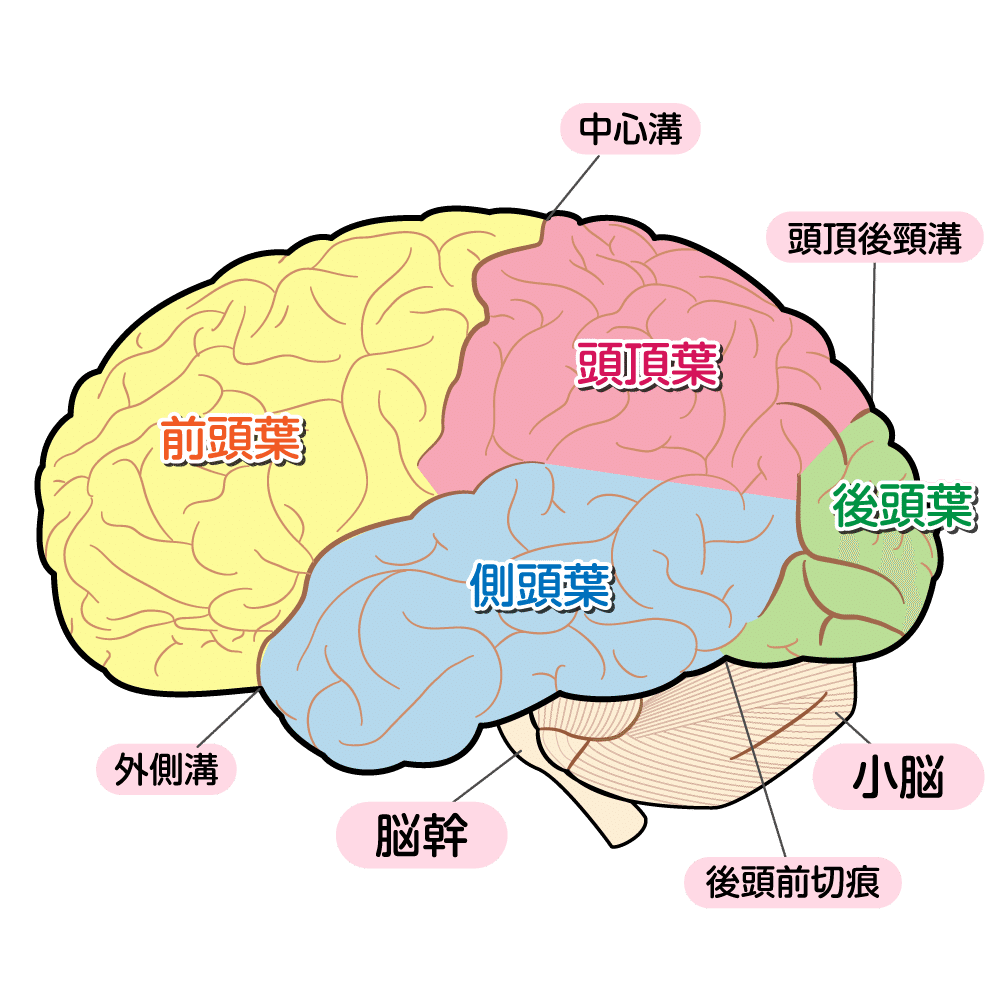 超入門/ 脳の構造について｜江戸っ子