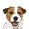 いぬかい