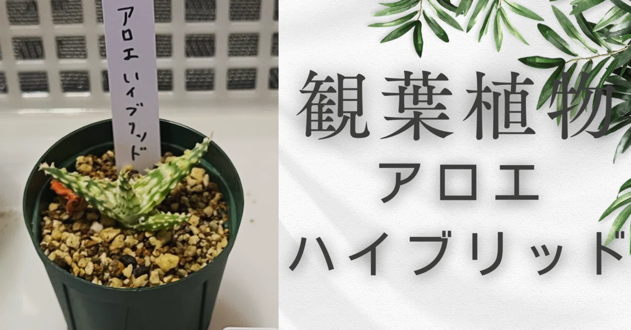 ちっこいけど将来有望！アロエハイブリッドを冬越しから育ててみる