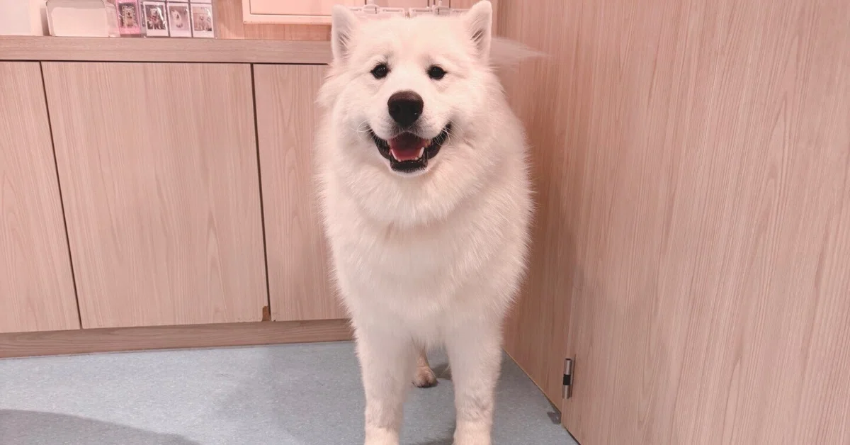 Samoyed Types Things I thought about after meeting a Samoyed|mint